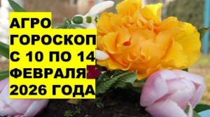 Почему 13 и 14 февраля 2026 года - золотые дни для посадки лука на рассаду