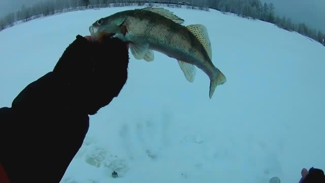 НА ЭТУ НАСАДКУ КЛЮЕТ ВСЯ РЫБА.СУДАК,БЕРШ,НАЛИМ...РЫБАЛКА НА ТЮЛЬКУ.р.ВОЛГА. смотреть онлайн