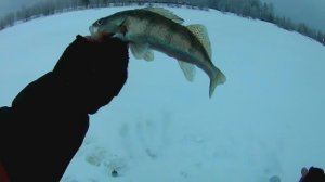 НА ЭТУ НАСАДКУ КЛЮЕТ ВСЯ РЫБА.СУДАК,БЕРШ,НАЛИМ...РЫБАЛКА НА ТЮЛЬКУ.р.ВОЛГА.