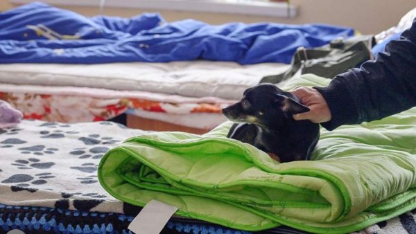 В Волжском Волгоградской области организовали ПВР после атаки беспилотников