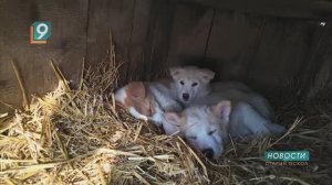 «Собака бывает кусачей, только от жизни собачей»: как спасти бродячих животных?