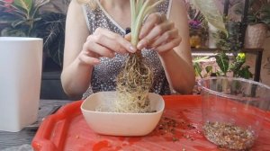 Какой грунт выбрать для алоказии