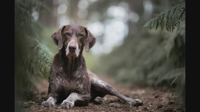 Собаки. Избранное из National Geographic смотреть онлайн