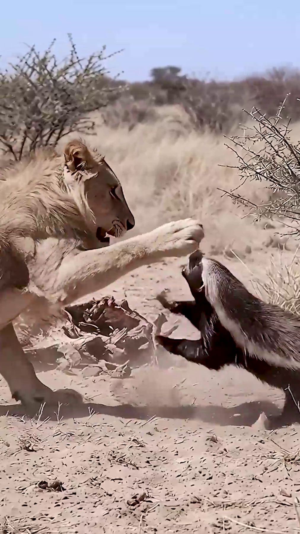 Лев и Медоед смотреть онлайн