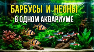 БАРБУСЫ и НЕОНЫ в Одном Аквариуме. Возможно ли???