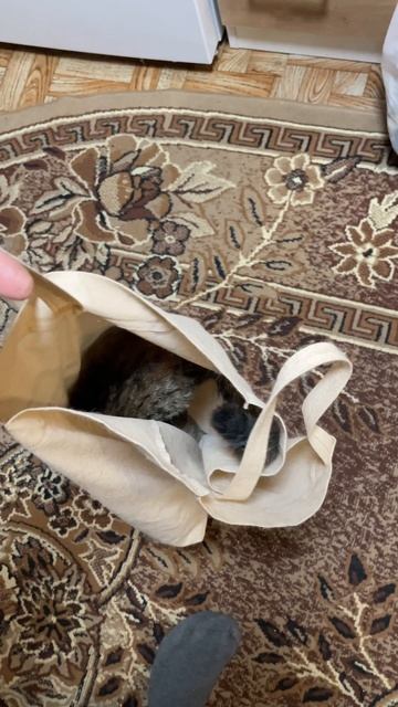 Кошка в сумке