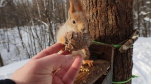 Немного о Белке с хвостиком. Зарисовка