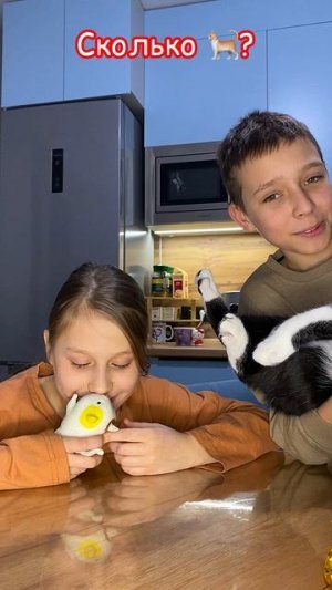 Пиши, сколько котов видишь ты?😳
