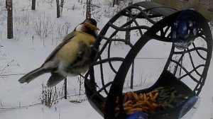 Синицы дегустируют сушеные личинки