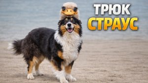 ПРОСТОЙ и БЫСТРЫЙ ТРЮК ДЛЯ СОБАКИ - страус! Собака прячет голову