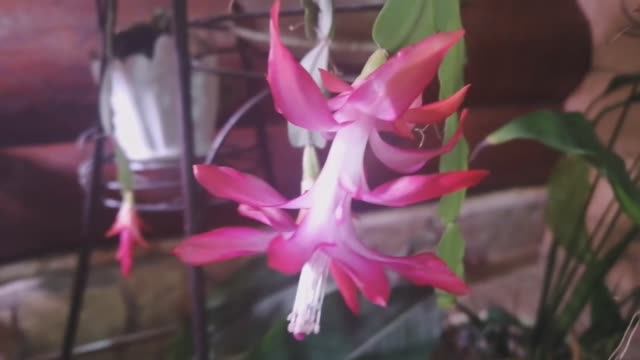 Не путайте эти растения! Они отличаются! Обзор растений! смотреть онлайн