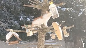 Кошки атакуют сало.Сею витаминки для животных.