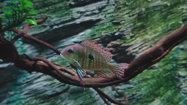 Геофагус суринамский. Скалярия альтум. Рыбки. Аквариумные рыбки. Рыбки завтракают. Океанариум РИО смотреть онлайн