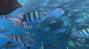 08 Египет Шарм Чуть рыбки в море не сожрали. Аквапарк