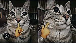 маленький эдит про котов кста спс за 15 сабов😊