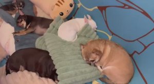 Нагулялись, на праздновались и все спят без задних ног.