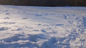 ДЖЕСИ НАШЛА СЕБЕ ЖЕНИХА