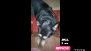 ДРУЖОК.Три лапы. Большое сердце. 🤍 и 🦣 преданность слона 🐘.