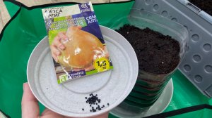 Посеяла лук Айлса Грейг и Глобо.