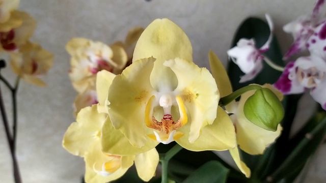 Домашние цветение орхидей. Фаленопсис Violet Angel Бабочка и другие орхидеи. смотреть онлайн