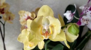 Домашние цветение орхидей. Фаленопсис Violet Angel  Бабочка и другие орхидеи.