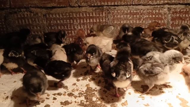 Домашние дела.Суета. смотреть онлайн