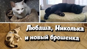 Любаша, Николька и новый брошенка.