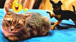 Смешные и забавные животные 😻😺  Подборка забавных животных