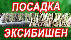 Посадка лука ЭКСИБИШЕН