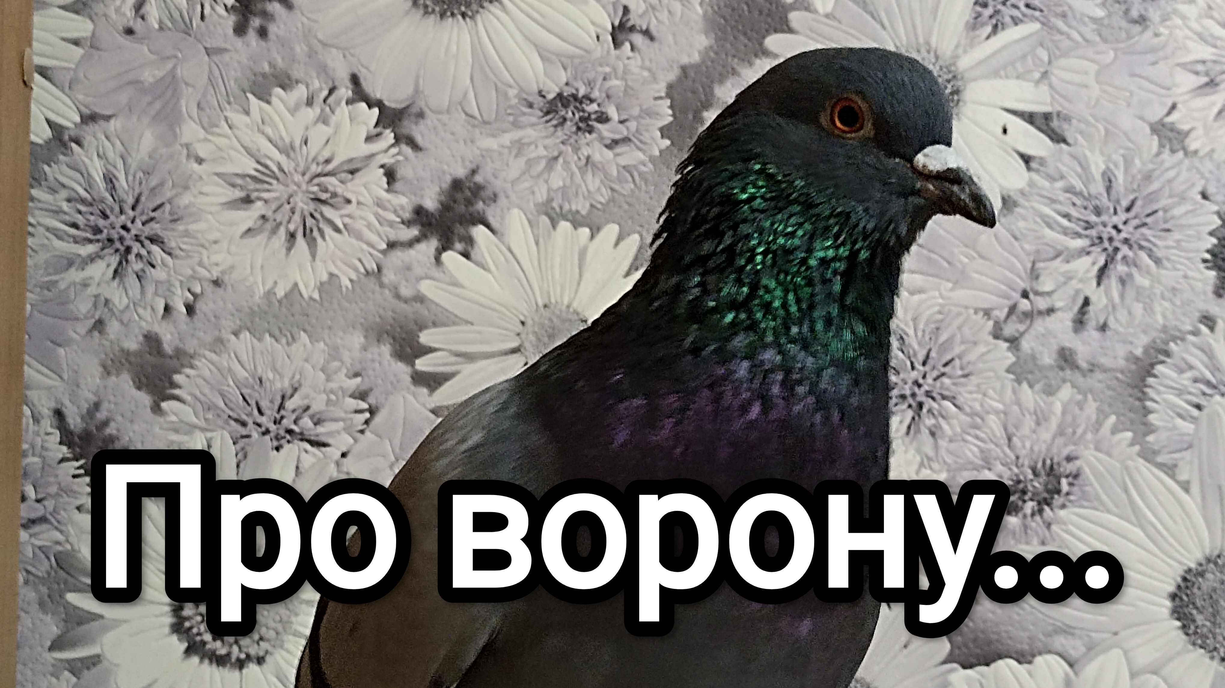 10-02-2026. Про ворону... смотреть онлайн