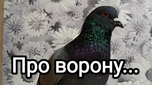 10-02-2026. Про ворону...