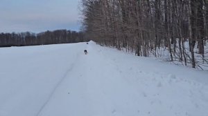 Сельчанка в Америке/В НАШЕМ ЛЕСУ ТАКОЕ ВПЕРВЫЕ.