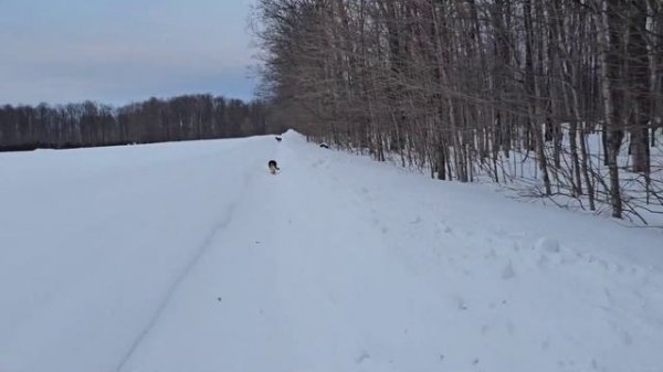 Сельчанка в Америке/В НАШЕМ ЛЕСУ ТАКОЕ ВПЕРВЫЕ.