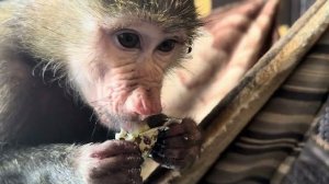 Анфиса так смачно ест перепелиные яйца, хорошо одной, никто не отберет😂