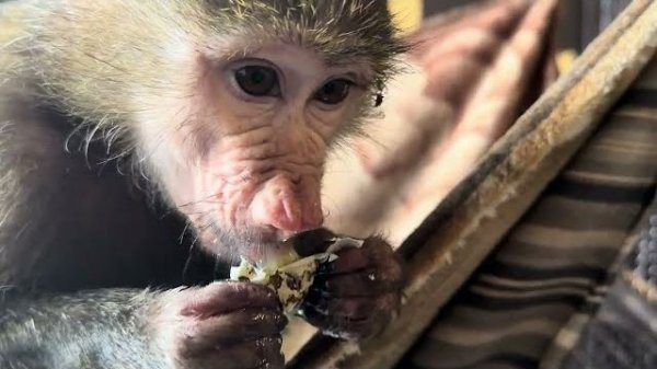 Анфиса так смачно ест перепелиные яйца, хорошо одной, никто не отберет😂