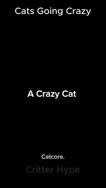 These Cats Are Going Crazy смотреть онлайн