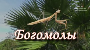 Богомолы. ВСЁ самое интересное  / ПОЕДАНИЕ жука - ЖУТЬ