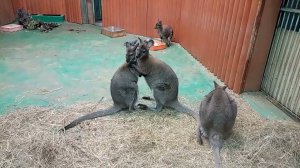 У кенгуру Беннетта нежные ласки 09.02.2026