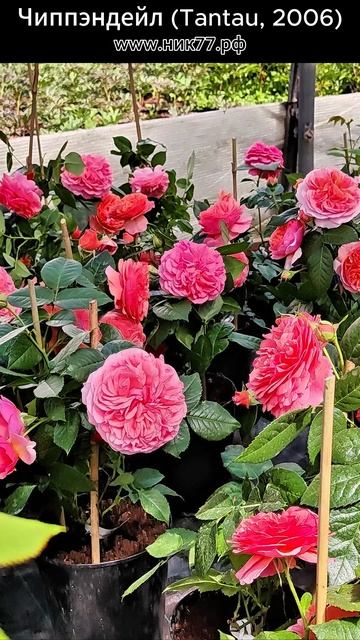 Роза Чиппэндейл (Ali Man, Ali Mau, Duchess of Cornwall, Music Hall)