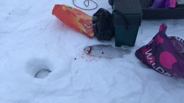 поимка форели