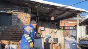 Мы их не спасли .Лечим крольчиху.Жизнь на Кубани.