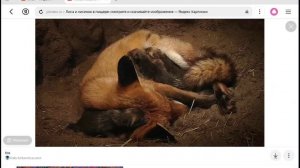 сказка о лисице❄️