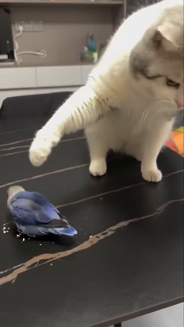 Brave parrot and cat/ Смелый попугай и кот #funny #котофейка #cat #веселыекоты #animals смотреть онлайн