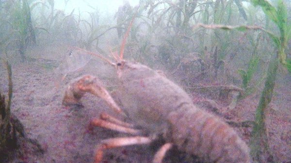 Рак нападает на окуня! Подводный съемки клёва окуня!