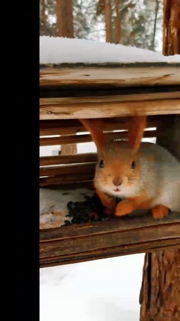 Белочки так хороши зимой...