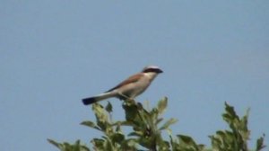 Фильм о  птицах Средней полосы