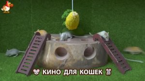 Видео для кошек про крысок развлекать питомцев 🐭🐀😂 (455)