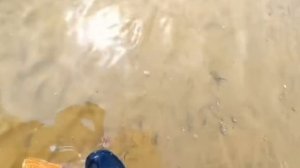 Куча омаров после прилива.  Сбор, приготовление даров океана.