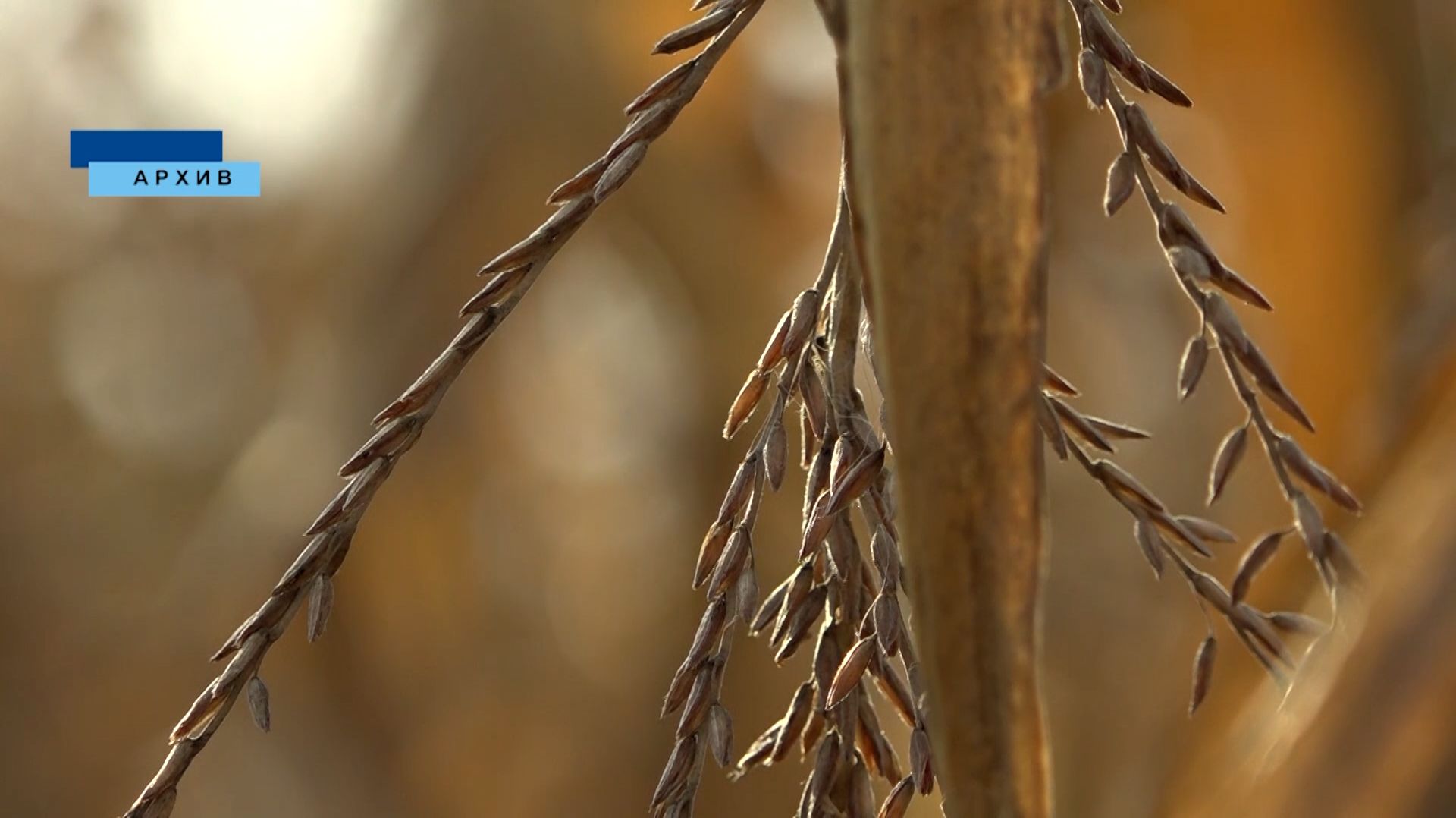 В Кабардино-Балкарии по итогам прошлого года произведено семенной кукурузы свыше 15 тысяч тонн