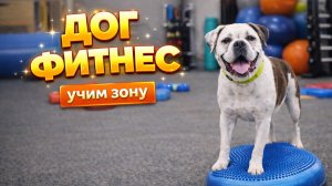 Учим трюк ЗОНА с собакой, эта команда: поставь задние лапы на предмет